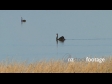 Black Swans on Lake 3264